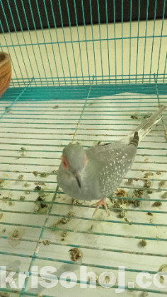 অস্ট্রেলিয়ান ঘুঘু